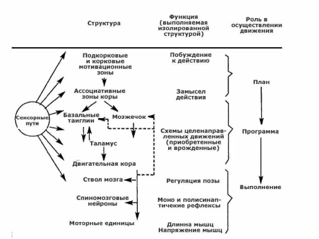 Функциональная организация движений