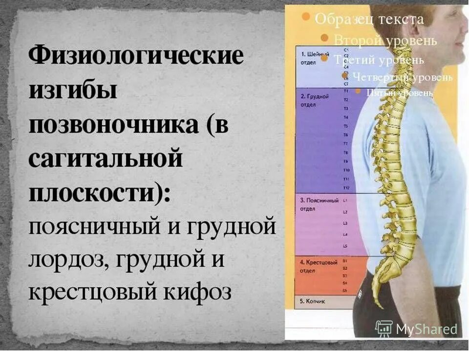 поясничный лордоз норма. искривление позвоночника лордоз. поясничный лордоз норма. Lumbar lordosis у детей. отделы позвоночного столба человека кифоз.