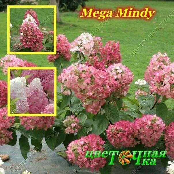 Гортензия метельчатая Мега Минди: описание и фото, отзывы