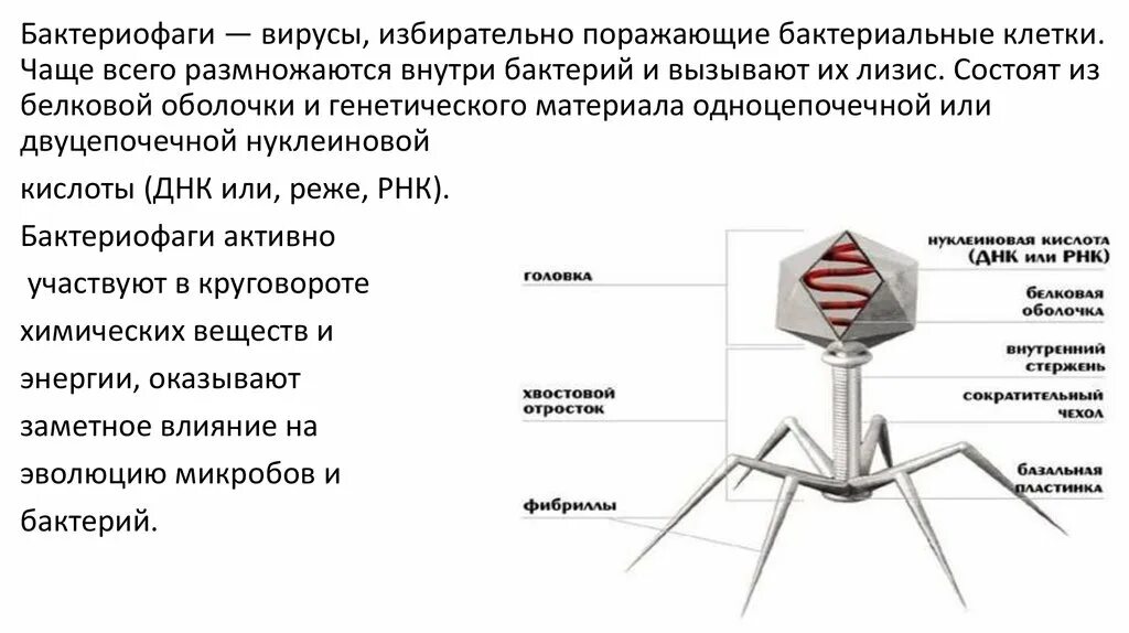 Фибриллы бактериофага функции. Бактериофаг схема. Строение бактериофага. Строение бактериофага микробиология. Наследственный аппарат вируса формы жизни бактериофаги