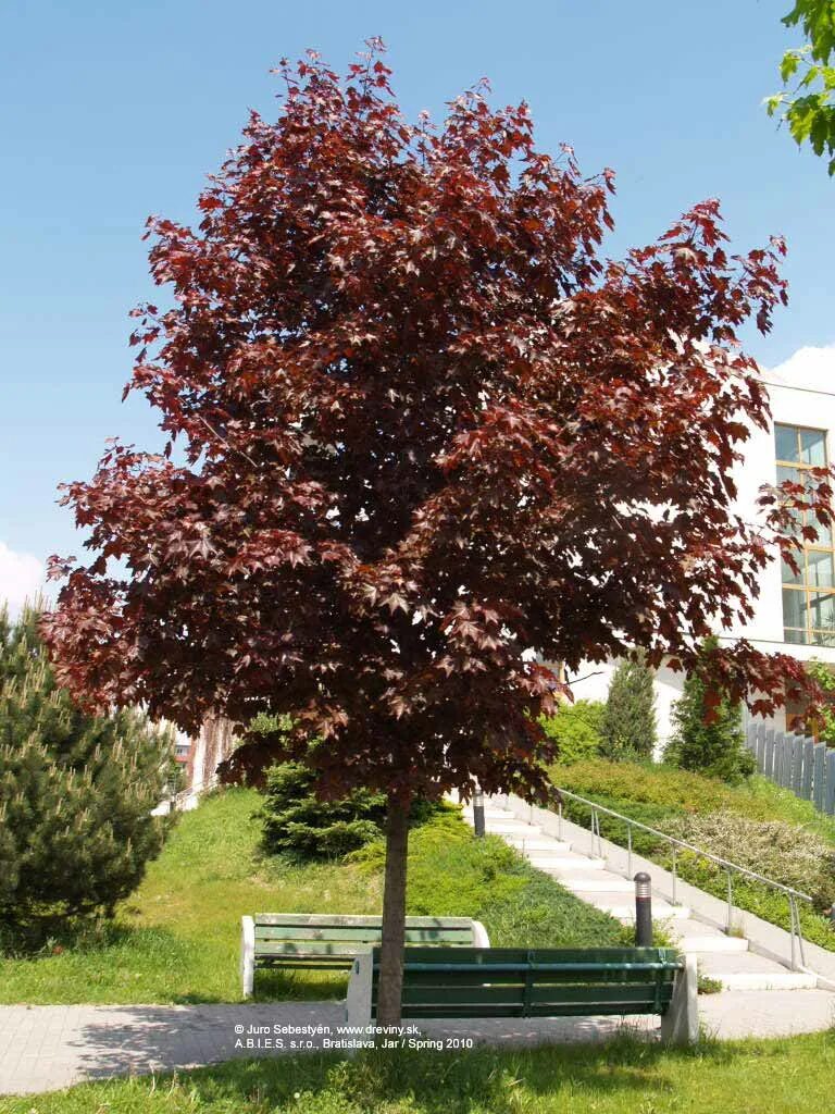 Клен остролистный acer platanoides “crimson king”. Кримсон фото. Кримсон фото. Клен кримсон кинг. Кримсон сноу.
