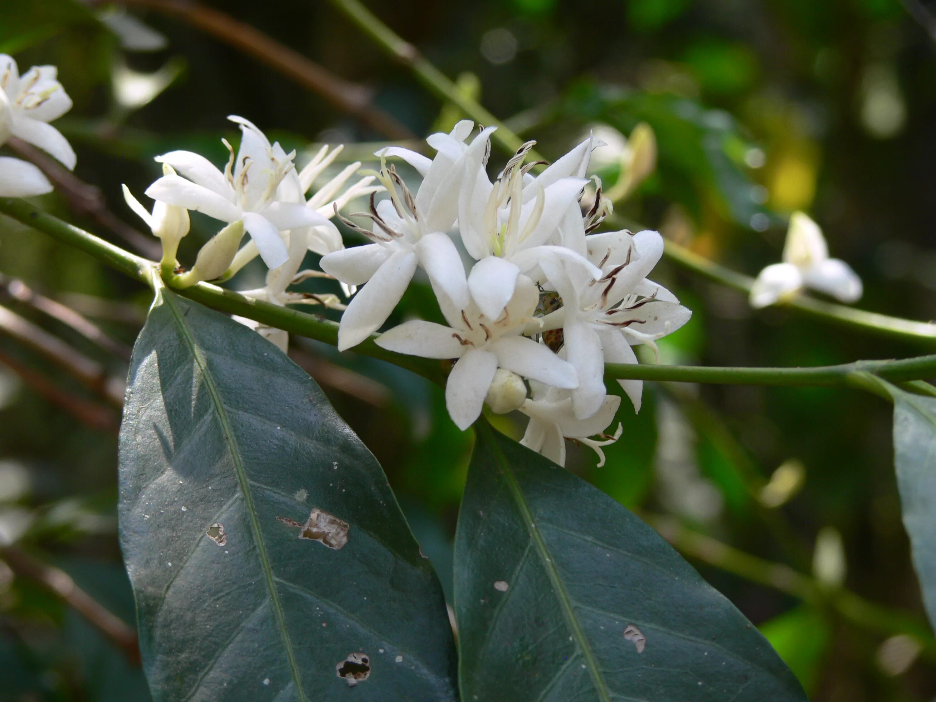 Кофе Арабика цветет. Цветок кофе Арабика. Кофе Арабика (Coffea);. Coffea Arabica растение. Кофе аравийский растение