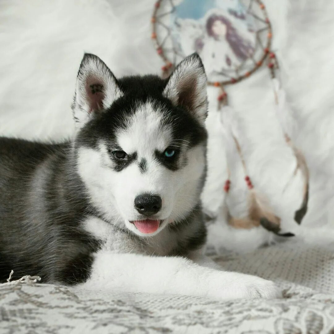 хаски озерск екатеринбург. 2 хаски. сибирская лайка с хаски рыжая. собачьи упряжки хаски. хаски девочка фото.