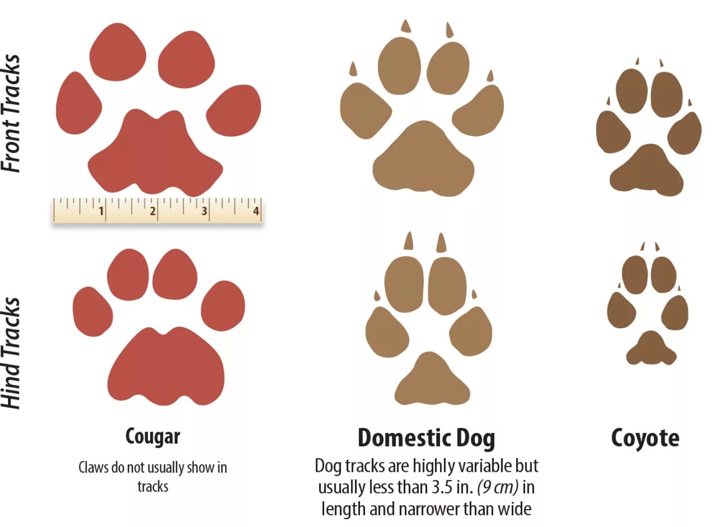 Как отличить следы. Отпечаток лапы волка. След волка. След волка и собаки. След волка и след собаки отличия.