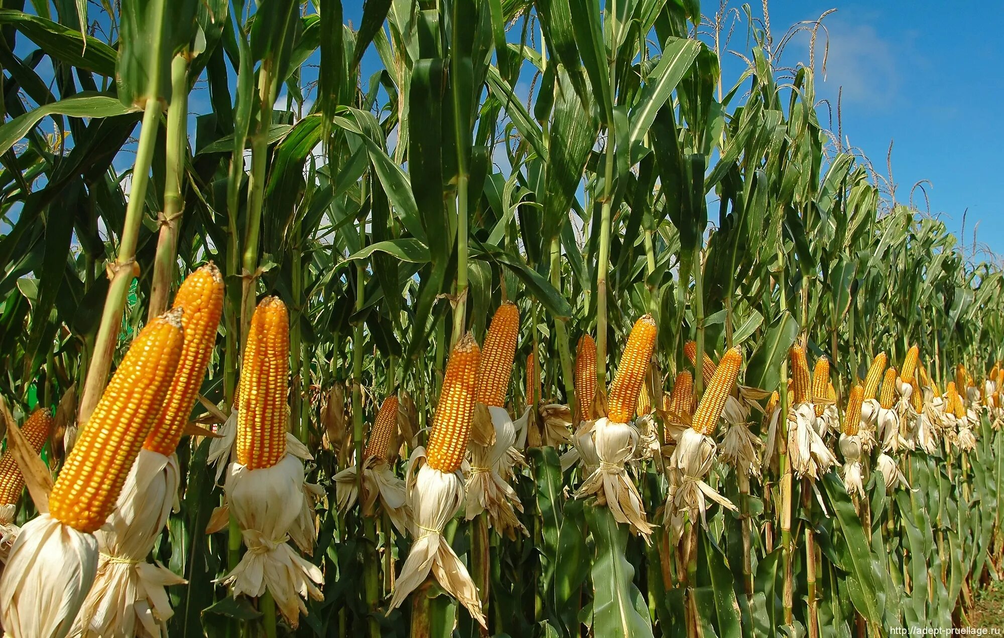 Большая кукурузина. Кукуруза злаковое растение. Росс 199 МВ кукуруза. Кукуруза Донская высокорослая. Семена кукурузы Росс 140 св f1.