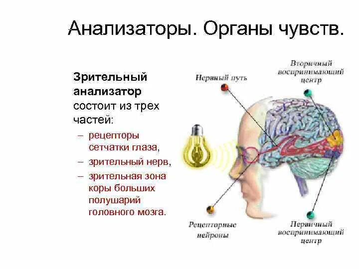 Анализатор состоит из. 2 анализатор состоит. 2 анализатор состоит. Слуховой анализатор состоит. 2 анализатор состоит.