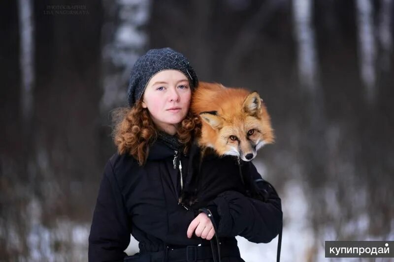 Новосибирские лисы. Домашняя лиса. Ручная лисица. Одомашненная лиса. Fox новосибирск