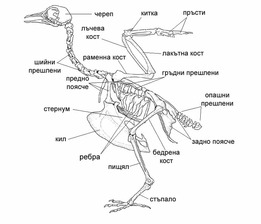 Скелет птицы. Скелет птицы с подписями. Скелет хвоста птицы. Пигостиль у птиц это.