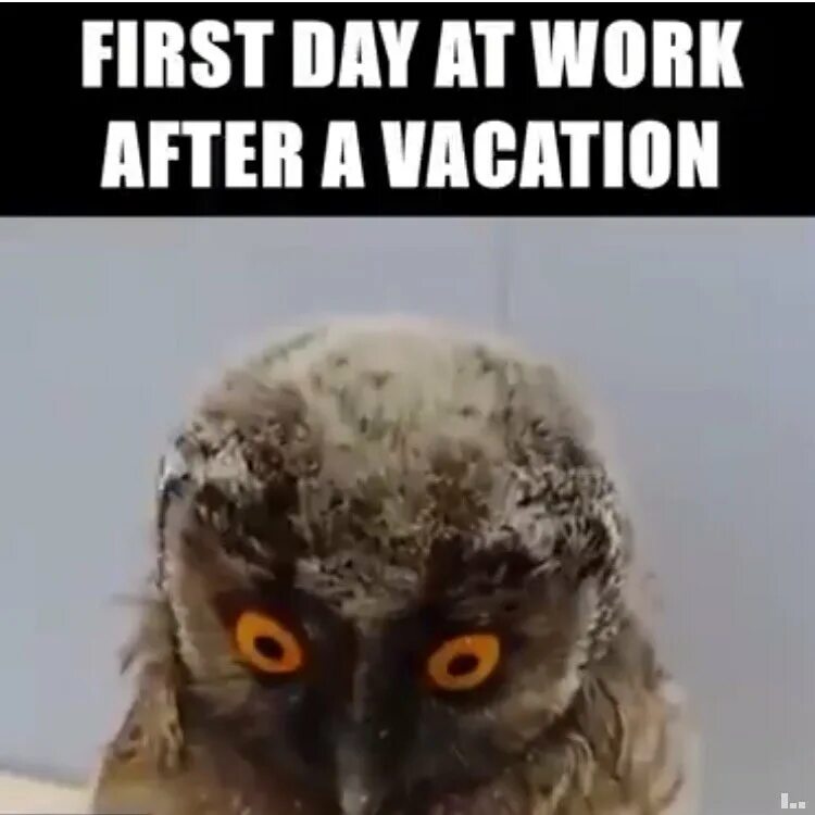 The day the work is done. First day after vacation. vacation мем. first day at work meme. one day after vacation.