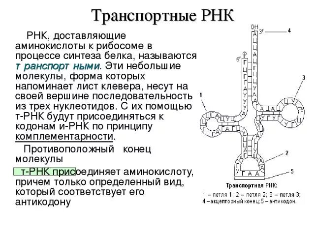 Соединение трнк с аминокислотой. ТРНК С аминокислотой. Т РНК синтезируется на. Где синтезируется ТРНК. Синтез ТРНК где происходит.