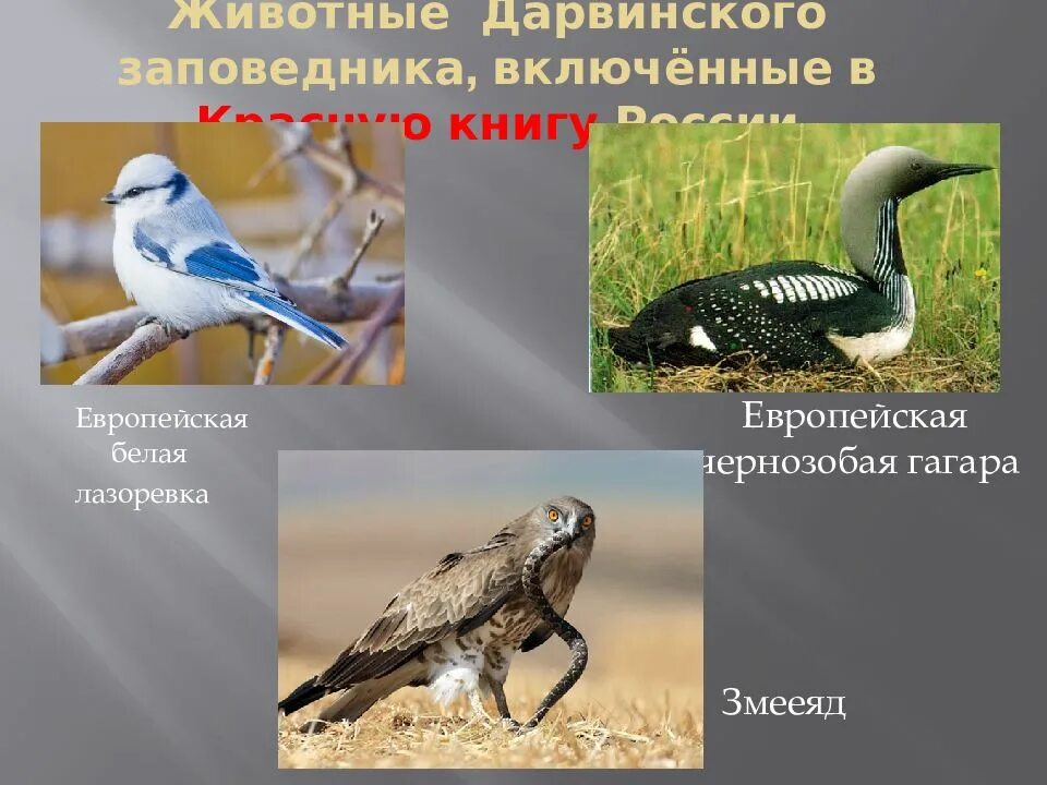 Дарвинский заповедник Вологодской области животные. Дарвинский заповедник жи. Птицы Дарвинского заповедника. Редкие животные Дарвинского заповедника. Какие животные вологодской области