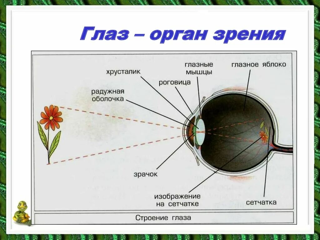 Глаз мир 4. Органы чувств человека глаз. Анатомия. Органы чувств человека глаз орган зрения 3 класс. Глаз орган зрения презентация. Орган зрения глаз строение.