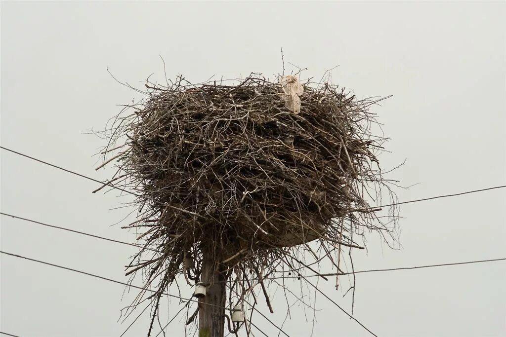 Гнездо аистов. Пустое гнездо аиста. Птичье гнездо на столбе. Старые гнезда. Птицы без гнезд