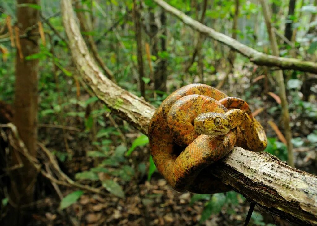 Corallus hortulanus. Змеи в тропических лесах. Насекомые и животные амазонки. Змеи в лесах амазонки. Удав тропической