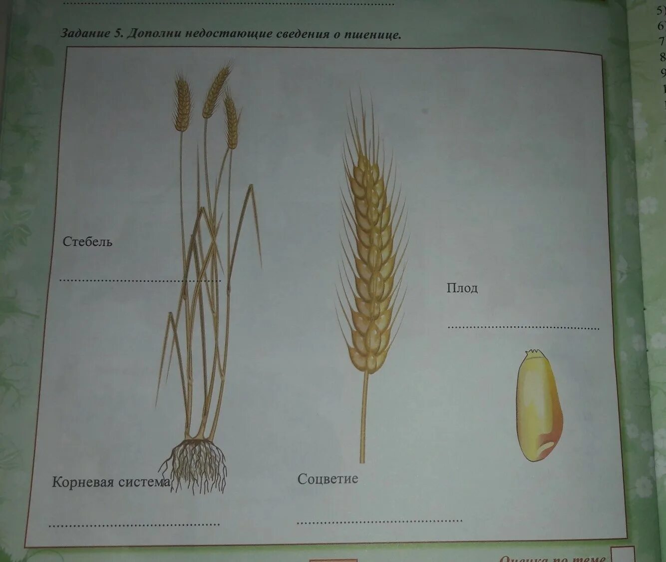 Строение колоска пшеницы. Строение Колоса пшеницы. Строение пшеницы и ржи. Строение злаковых растений.