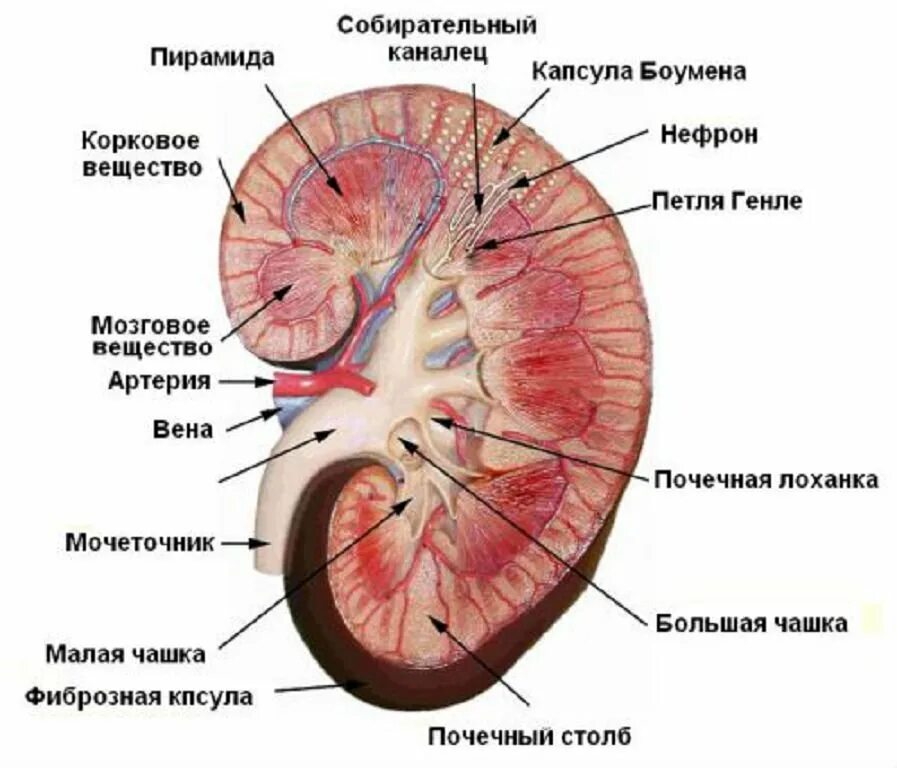 Анатомическое строение почки. Строение паренхимы почек. паренхима почки анатомия. срез почки анатомия. строение паренхимы почки анатомия.