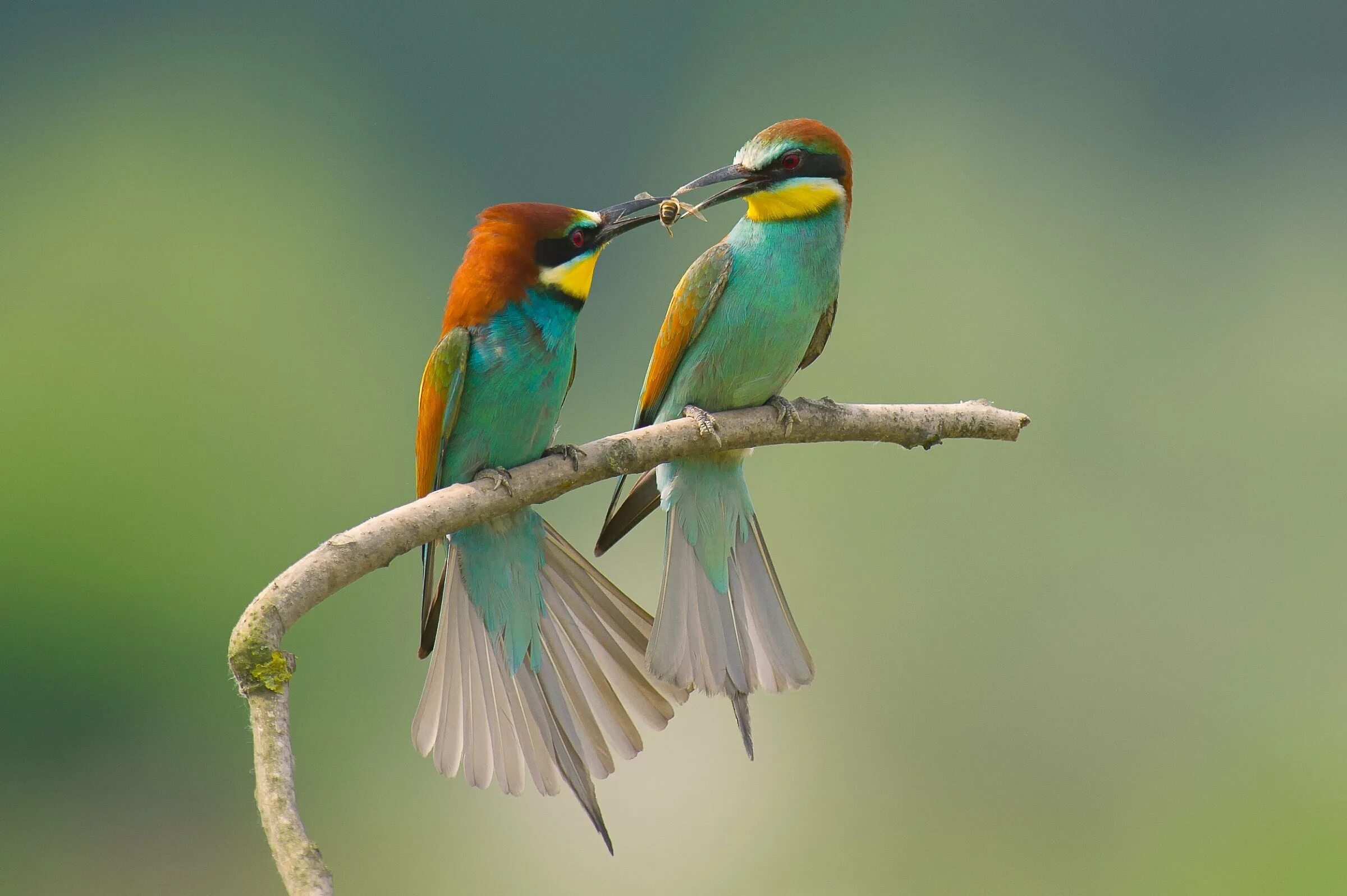 Этих двух птиц не встретишь в природе. Красивые птицы. Яркие птицы. Две птички. Яркие и красочные птицы.