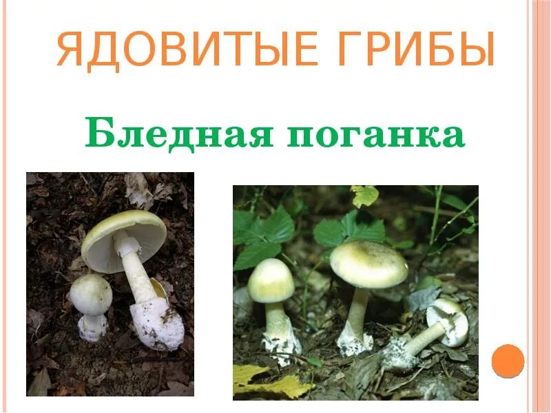 Опасные грибы. Лесные опасности ядовитые грибы ядовитые грибы. Проект Лесные опасности ядовитые грибы. Лесные опасности бледная поганка. Проект опасные грибы 2 класс окружающий мир