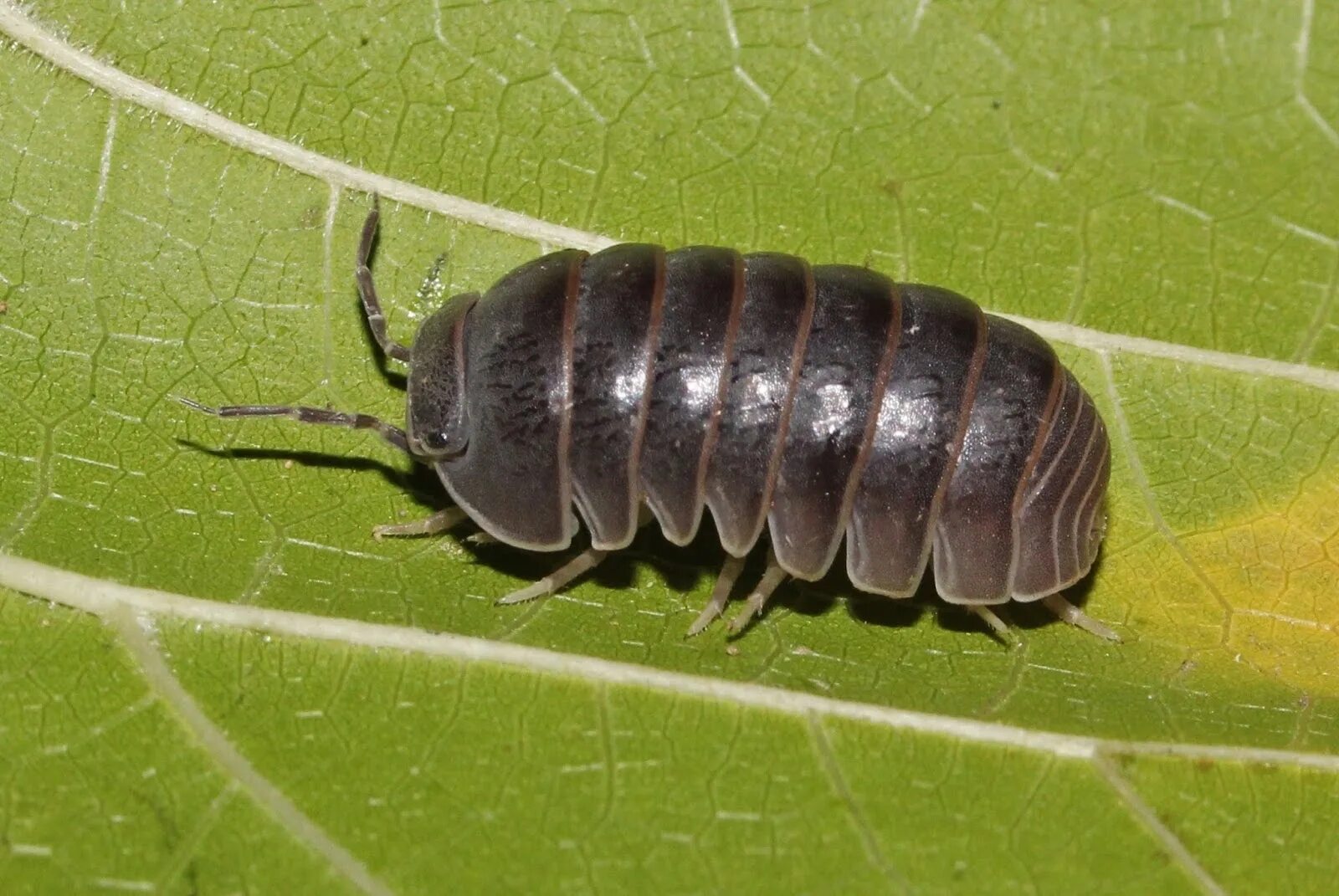 Жук мокрица броненосец. Armadillo officinalis мокрицы. Армадилло оффициналис. Armadillo officinalis Pink line.