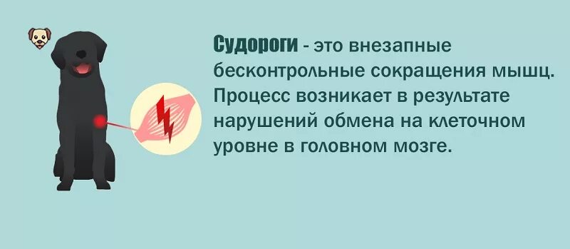 Судороги у собаки причины. Собака после эпилепсии