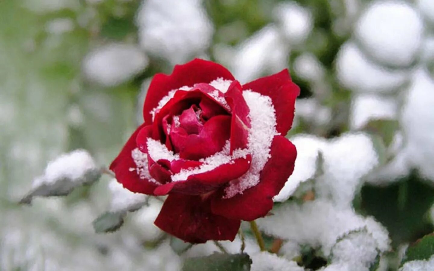 Красные цветы зимние розы. Арктическая роза novosie. Губы зима. Зимние букеты картинки красивые. Лепестки на снегу.