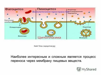 Функциональная роль эндоцитоза