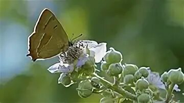 Gemmae betulae