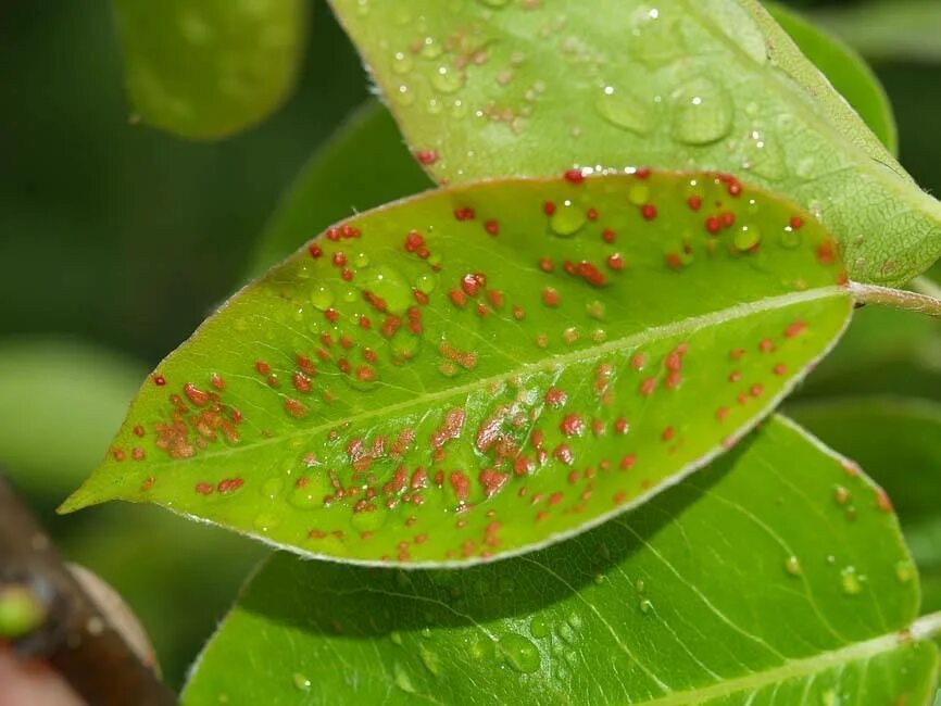 Борьба с клещами растений. Грушевый галловый клещ Eriophyes pyri PGST. Галлица-галловый клещ. Галловый паутинный клещ. Красный галловый клещ.