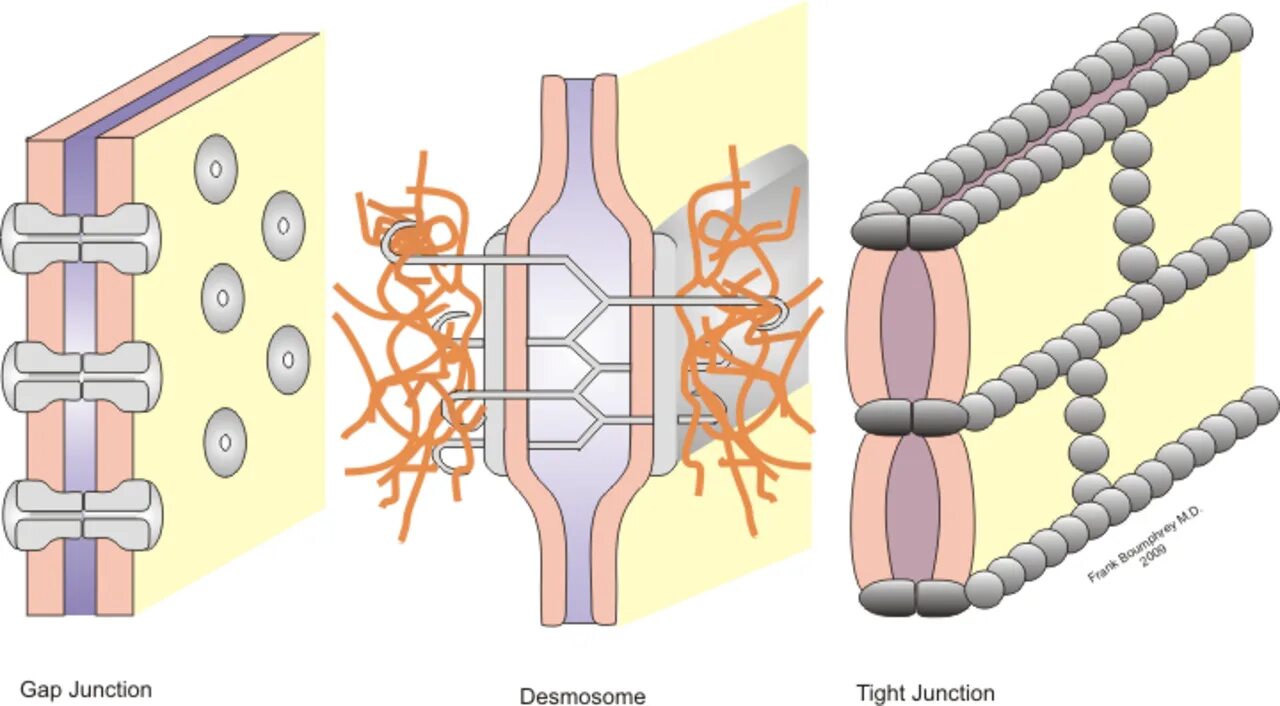 Строение десмосомы гистология. Межклеточный Матрикс. Плотное соединение клеток. Межклеточные соединения.