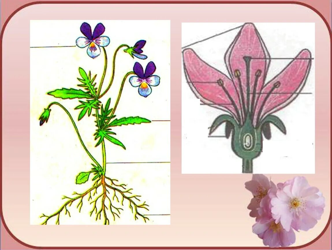 Строение цветка. Симметрия цветка герани. Строение цветкового растения 6 класс. Цветковые растения симметричные.