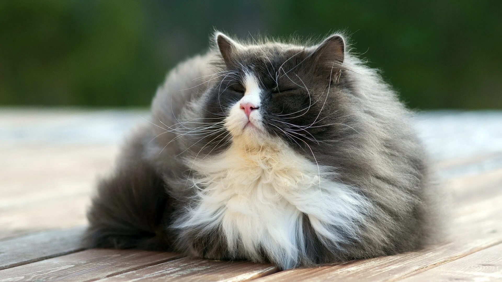 Картинки котов. Пушистая кошка. Пушистый. Пушистый котик. Красивый пушистый кот.