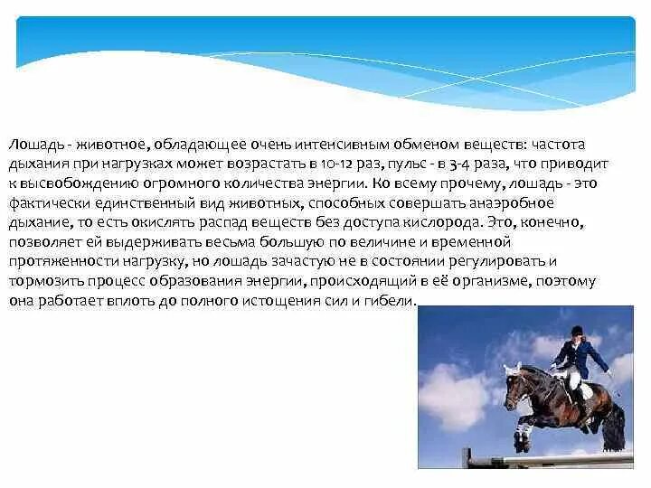 Особенности лошадей. Биологические особенности лошадей. Биологические особенности коневодства. Физиологические особенности лошадей.
