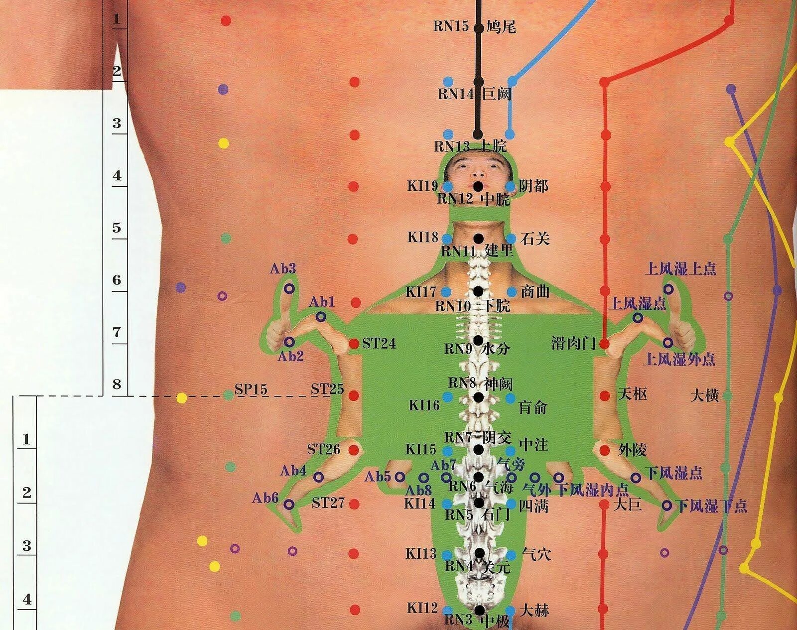 Названия точек человека. Акупунктура меридианы тела человека схема. Черепаха иглорефлексотерапия. Меридиан желудка биологически активные точки. Точки акупунктуры на спине.