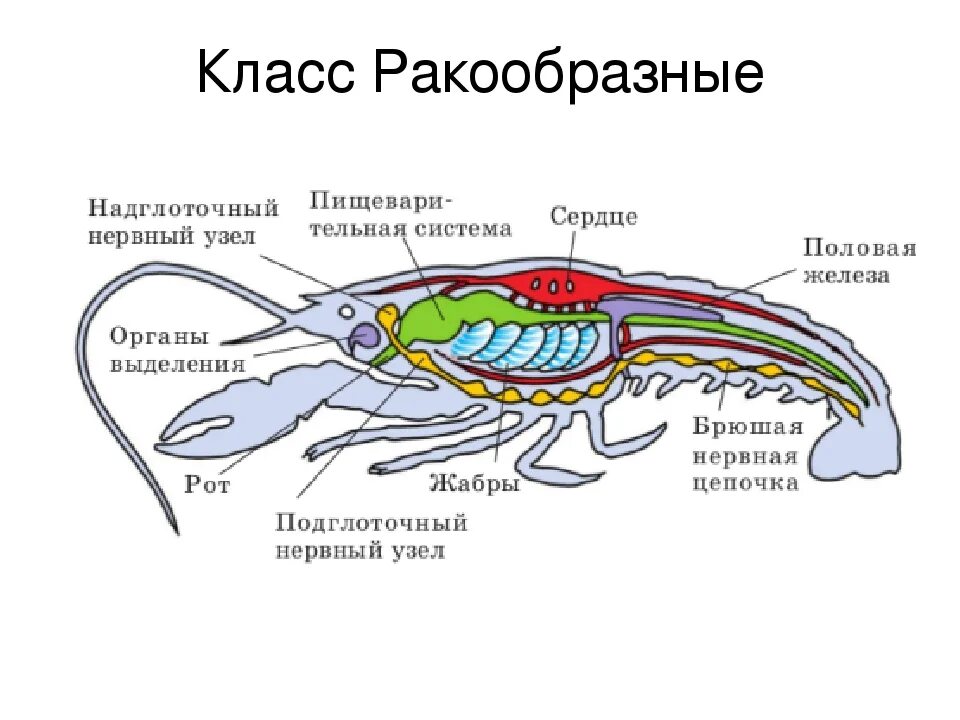 Значение речного рака. Внешнее строение членистоногих схема. Нервная система ракообразных 7 класс. Строение членистоногих ракообразные. Схема внутреннего строения членистоногих.