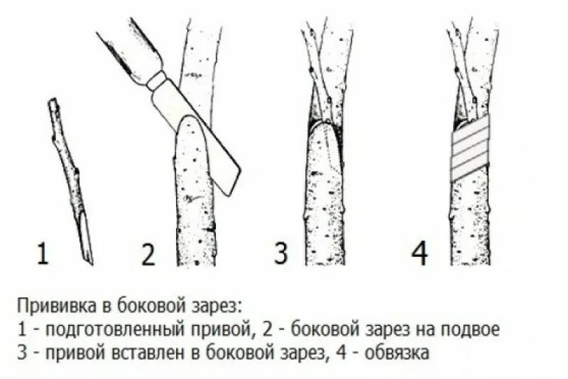 Прививка яблони методом окулировки. Прививка яблони подвой привой. Прививка яблони в боковой зарез. Способы прививки яблони окулировка. Когда делать прививку яблони весной