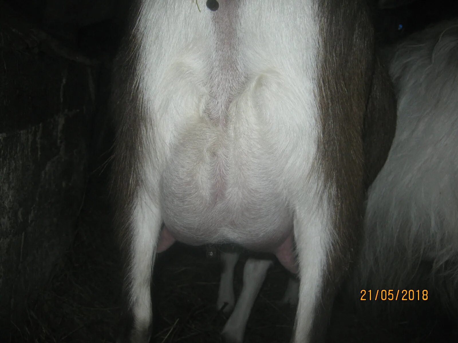 Петля козы перед окотом. Сколько месяцев беременна коза
