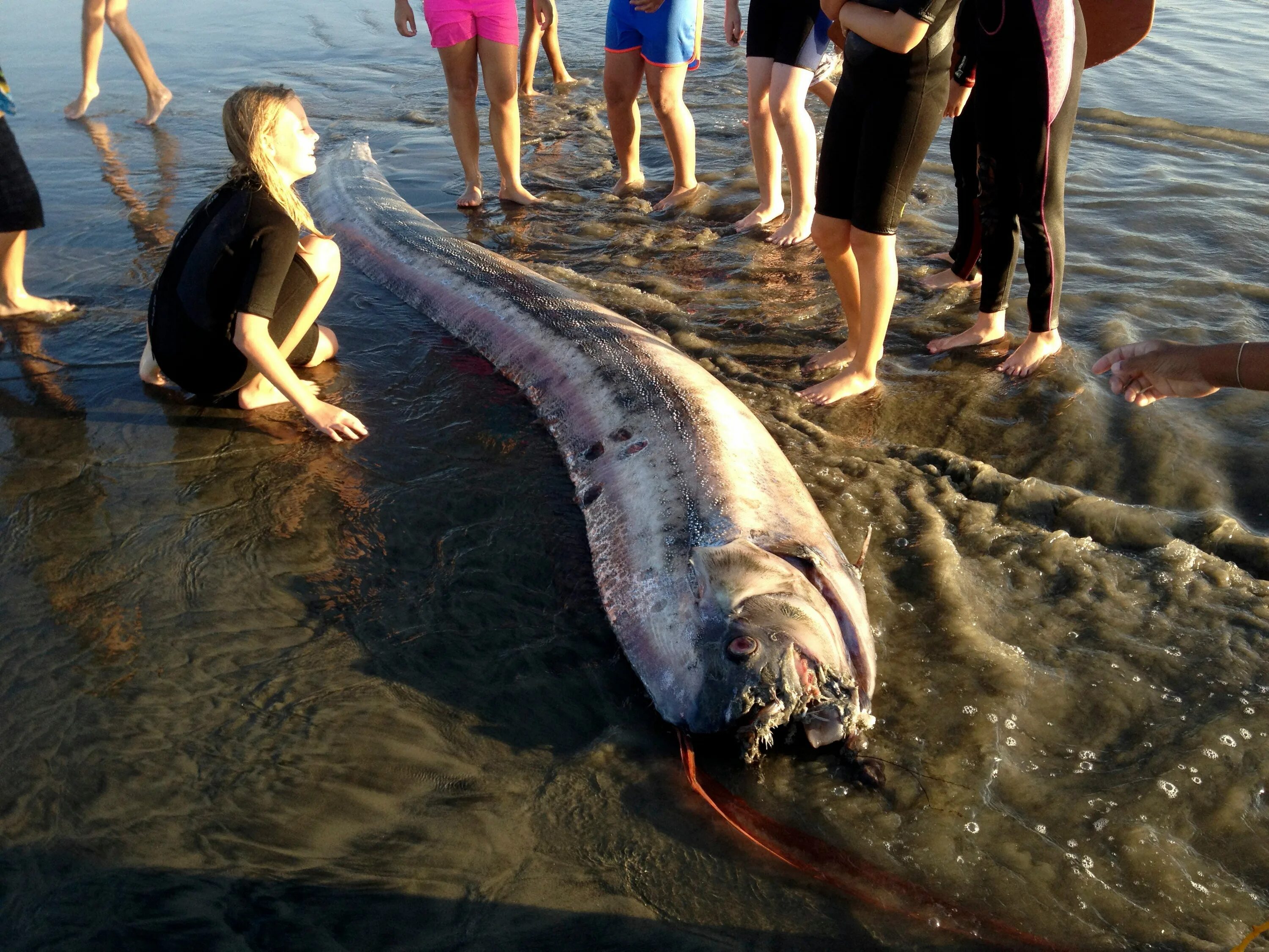 Weird sea creatures, Sea creatures, Whale