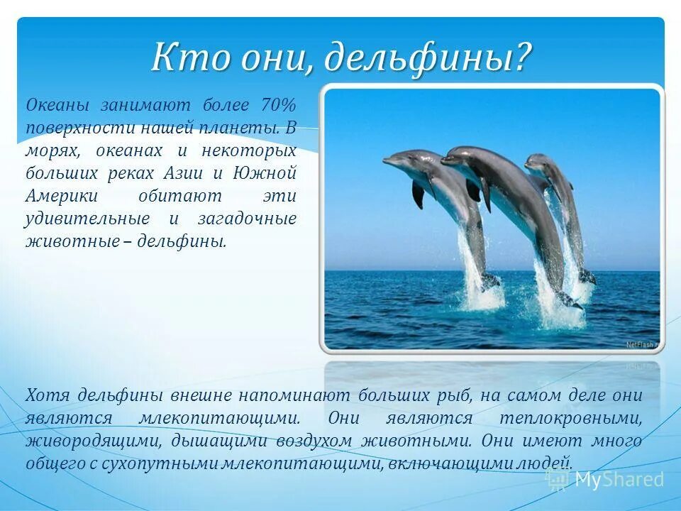 Проект про дельфинов. Проект про дельфинов. Проект про дельфинов. Доклад о дельфине. Факты о дельфине.