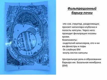 Почечный барьер