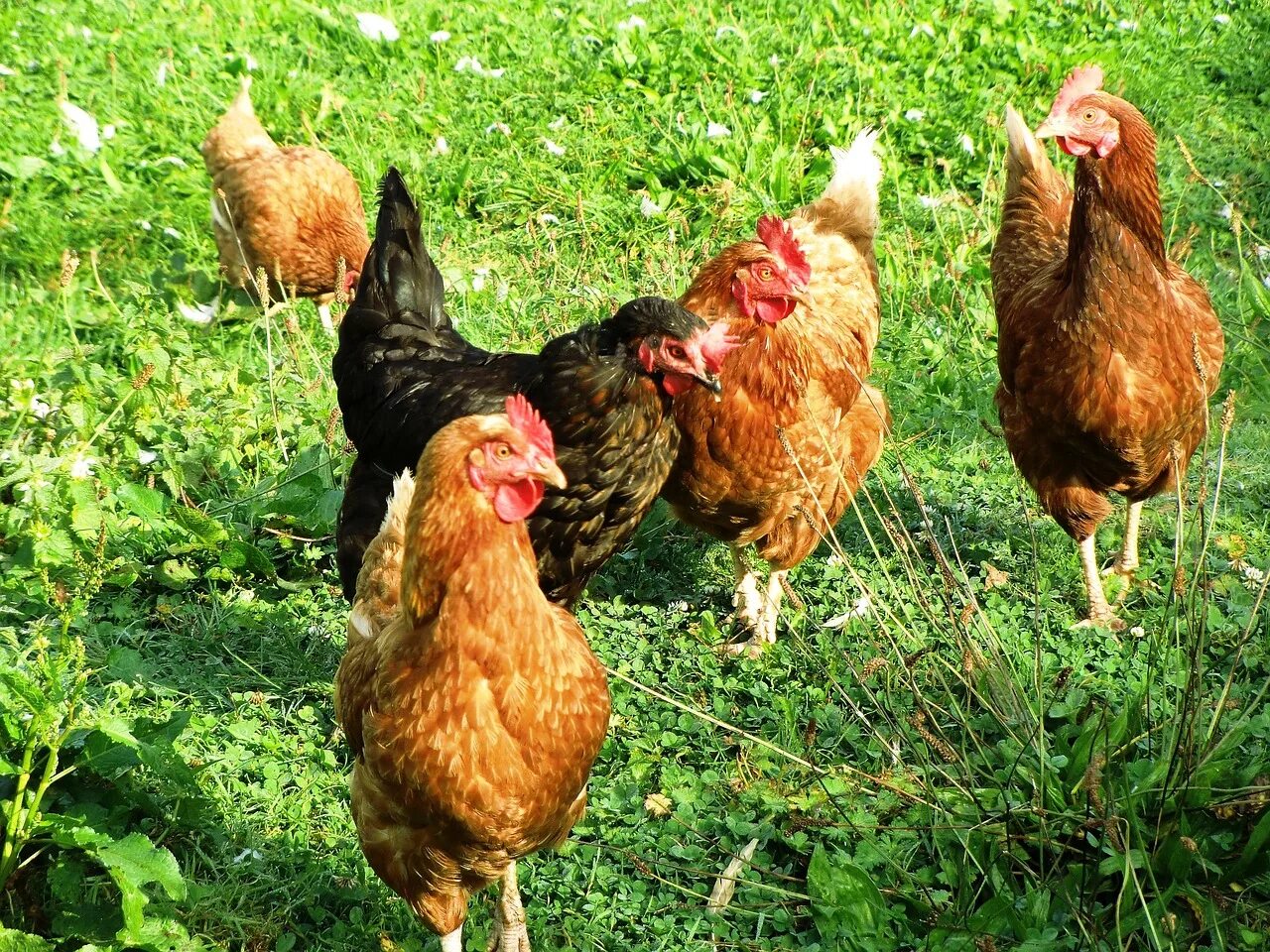 5 chickens