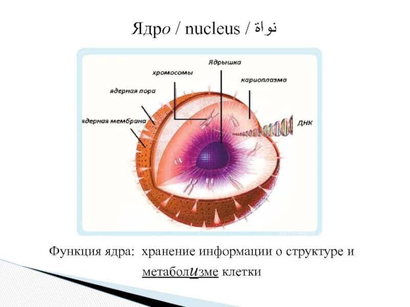 Ядро хранение информации. Большое ядро функции. нуклеус ядро. роль ядра в метаболизме клетки.