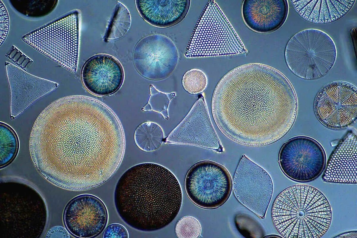 Диатомовые панцири. Диатомовые панцири. Bacillariophyta диатомовые водоросли. Морские диатомовые водоросли. Скелеты диатомовых водорослей.