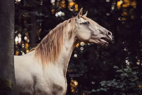 Unique horses