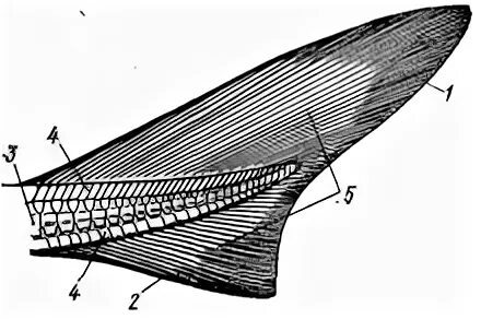 строение плавников рыб. строение плавников костных рыб. опишите внешнее строение рыбы. скелет парных плавников костных рыб. строение плавника рыбы.