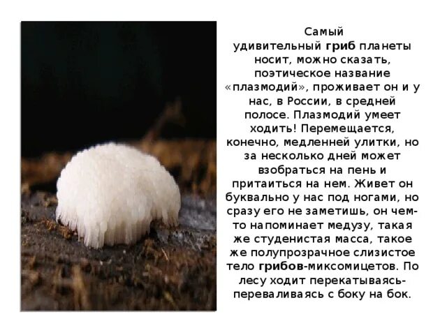 Сообщение о интересном грибе. Сообщение о интересном грибе