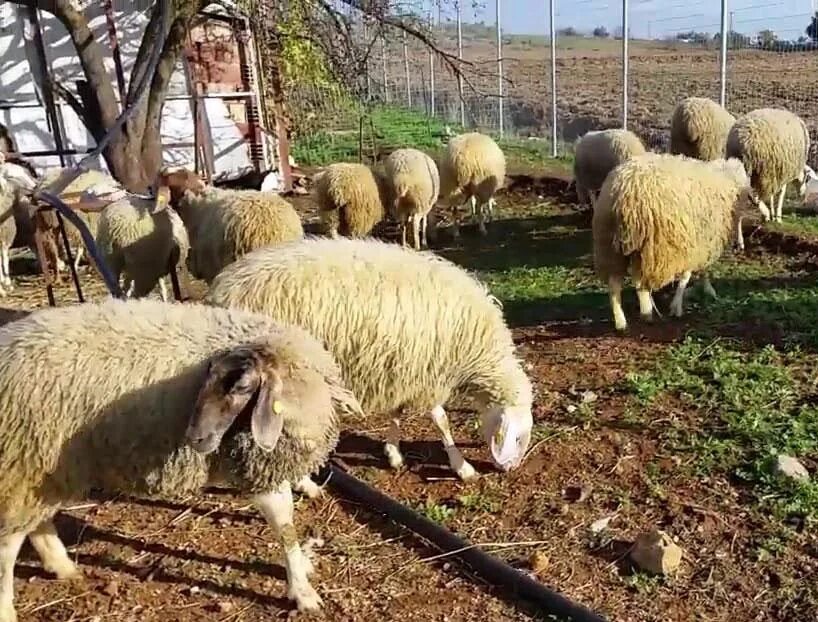 Ягненок 1 месяц. Ассаф породы овец. Молочная порода овец Ассаф. Авасси порода овец. Баран порода Ассаф.