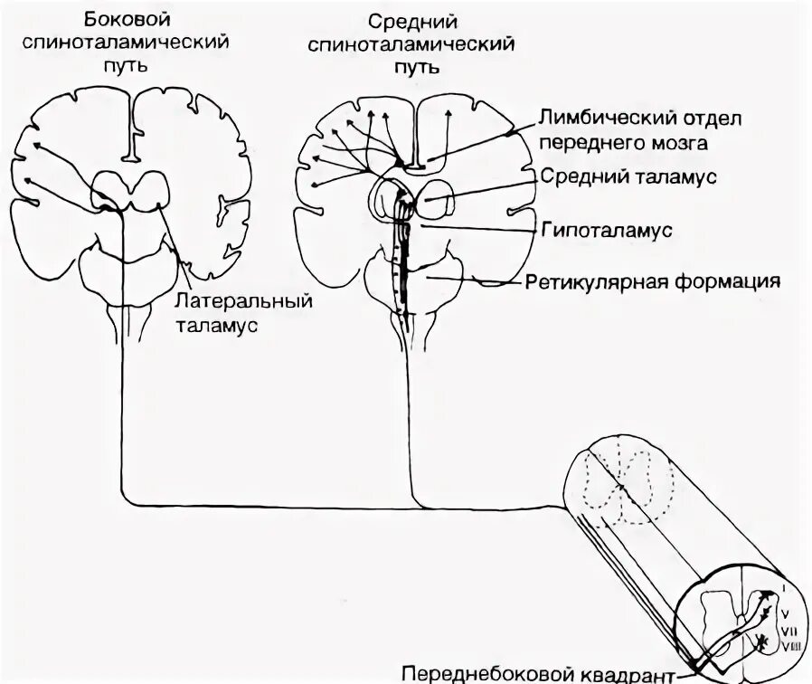 Латеральный спиноталамический путь. Спиноталамический путь расположен. Передний спиноталамический путь. Боковой спиноталамический путь.