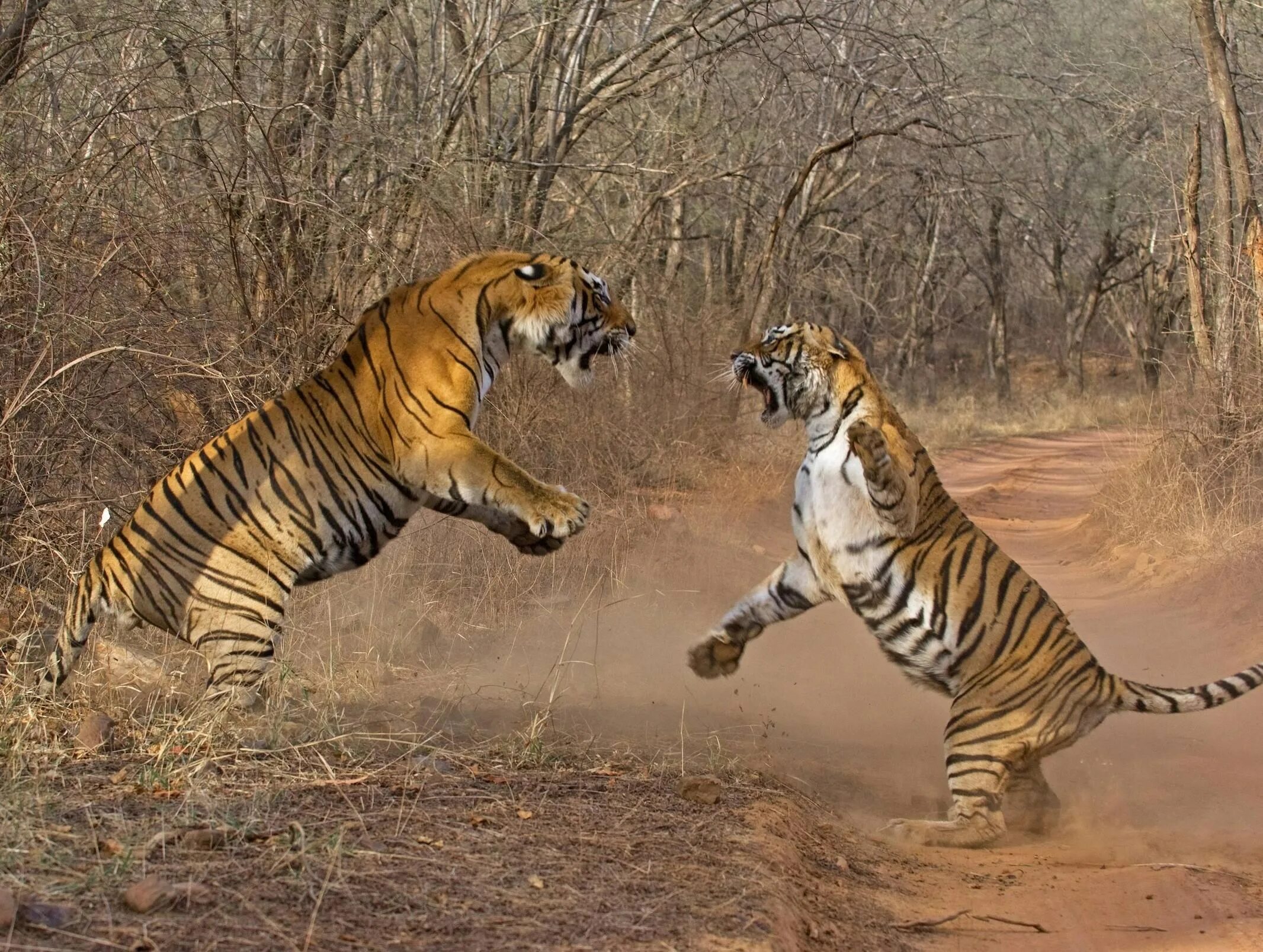 Амурский тигр против. Лев против тигра. Тигр против тигра. Тигр ришболанд Геншин. Тигры дерутся.
