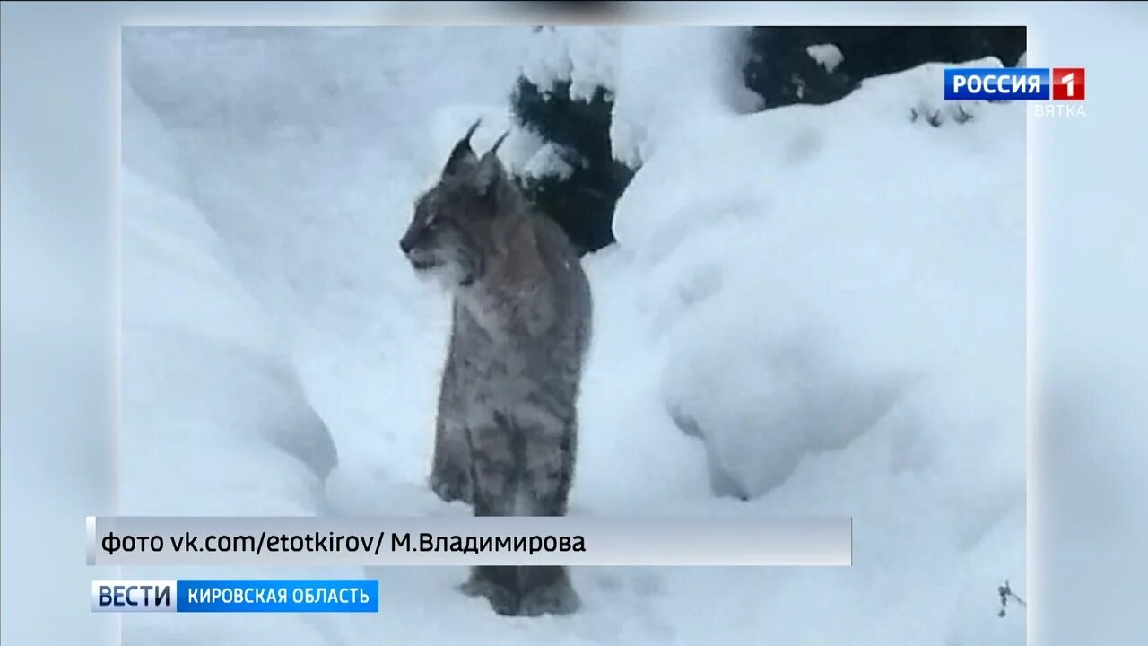 Рысь гуляет. Рысь гуляет по Петрозаводску. Рвсь заметили в Осиново. Двух рысят спасли в Кирове. Поймали Рысь в Новокузнецке 25.01.2023?.