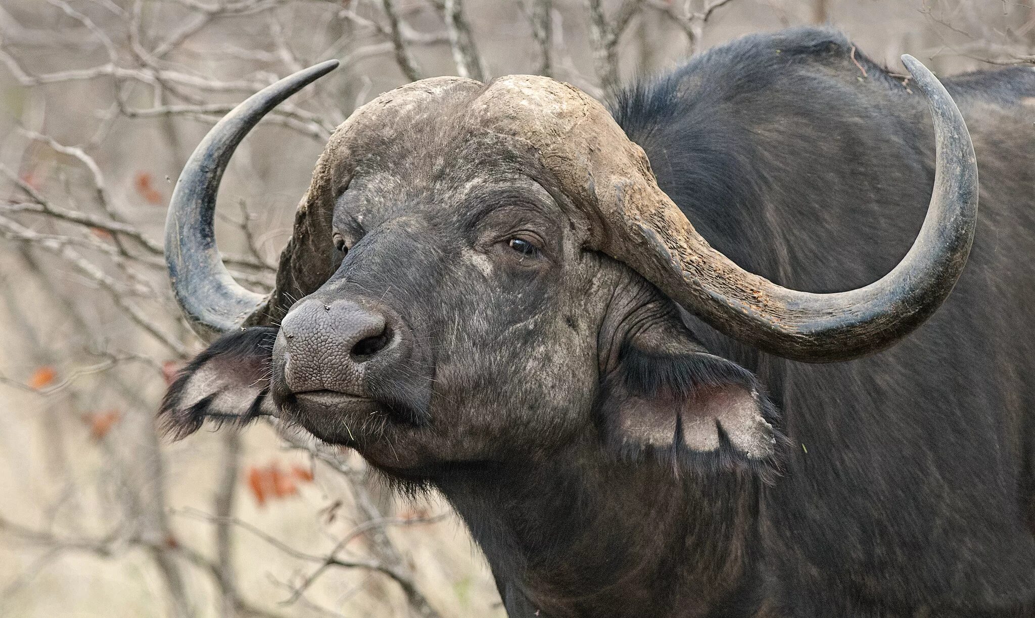 Рогатые парнокопытные. Рога африканского буйвола. Парнокопытные быки. Парнокопытные с рогами.